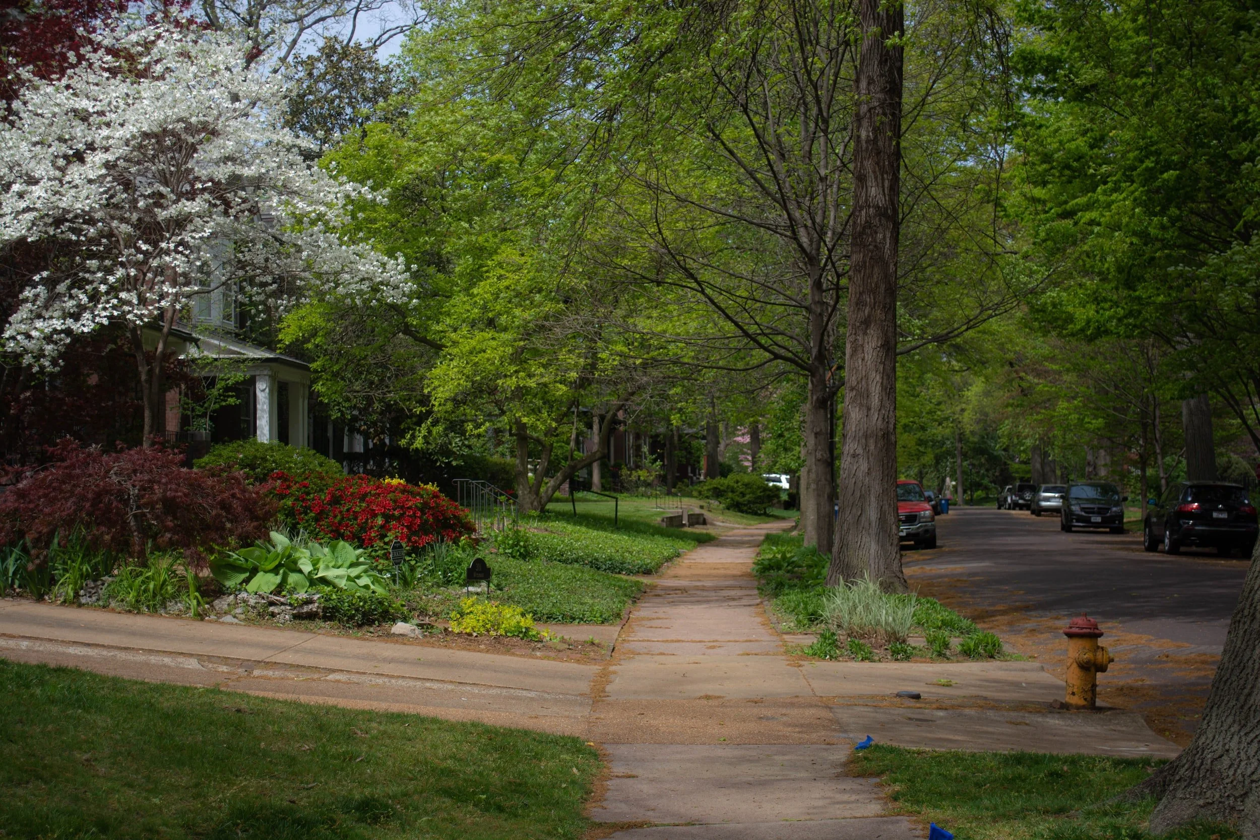 An image of a neighborhood street with a ton of beautiful greenery