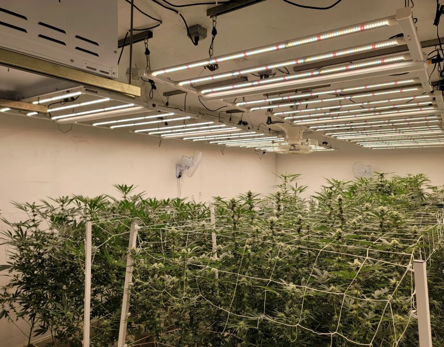 8 lights, 8 strains 👌
.
We got the flower room loaded with variety! We're trying out something new this time and loving the results so far. This room has been fed exclusively @drip_hydro 💧&amp; @power.si 💪
.
The 8 flavors we've got coming up are:
