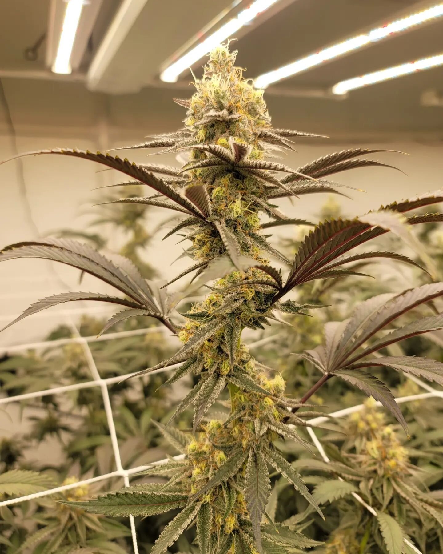 Flower Room week 6 ☀️
.
This run we've got 5 strains on the way:
Megafruit 🫐🥧
Platinum Cake 💿🎂
SuperBoof 🍊🧃
Rubber Match ⛽️
Van Helsing 🧛🧄
.
We've got some exciting news coming very soon that will take this brand to the next level 👀 stay tun