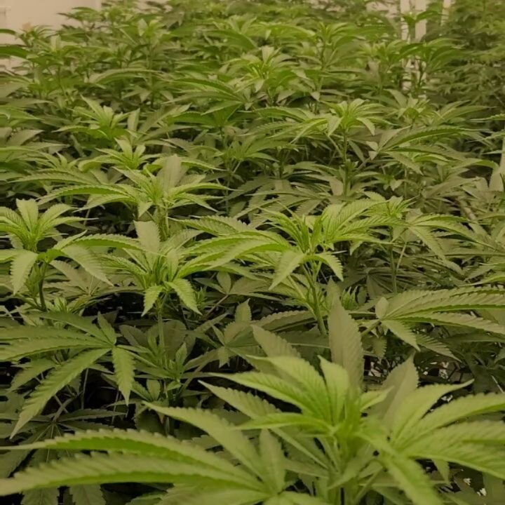 New genetics coming in hot! 🌱🔥
.
This room is loaded with 4 new strains:
Superboof 🍊
Trop Cherry 🧃🍒
Sherb Cake 🍨🎂
Platinum Cake 💿🎂
@mobilejay 👈🤘 #ifykyk
.
This is round 2 with the new Luxx LEDs
Needless to say, we are hyped for this run! A