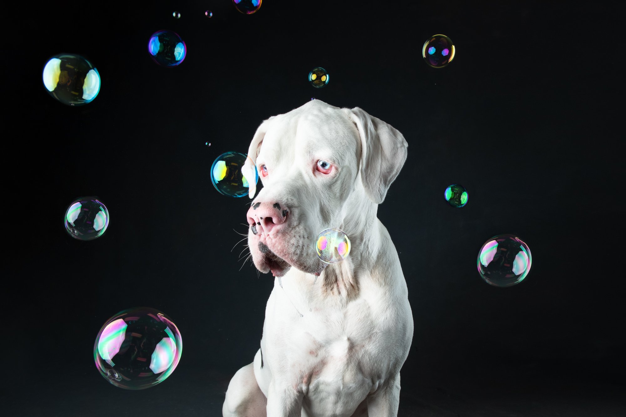 Happy dog with bubbles  Dog photoshoot, Dog photography studio, Dog  photography creative