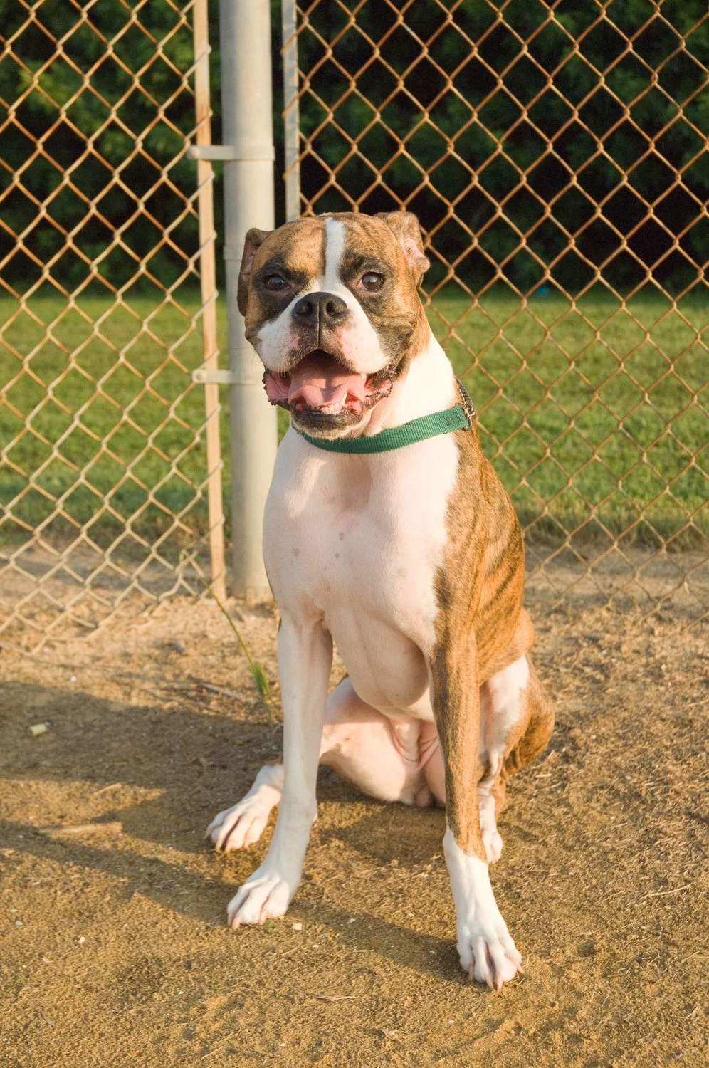 Why you need portraits of your pets, Tips for photographing your dog ...