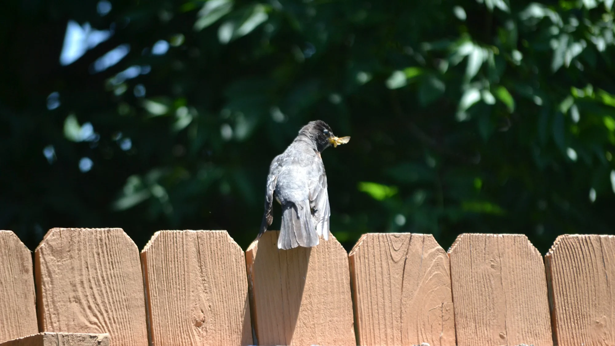 Some opportunistic robins captured easy prey while I mowed my yard. As my Toro sent moths airborne, two robins were at the ready to harvest a steady supply of moths for their goslings.