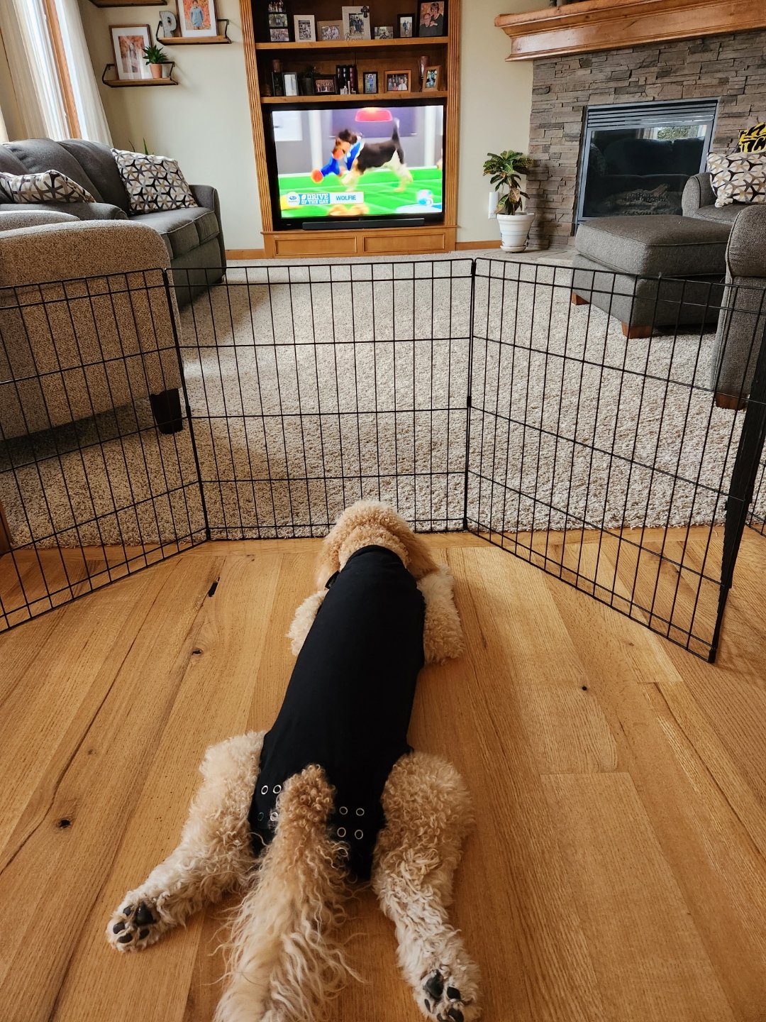 Beau watching Puppy Bowl.jpeg