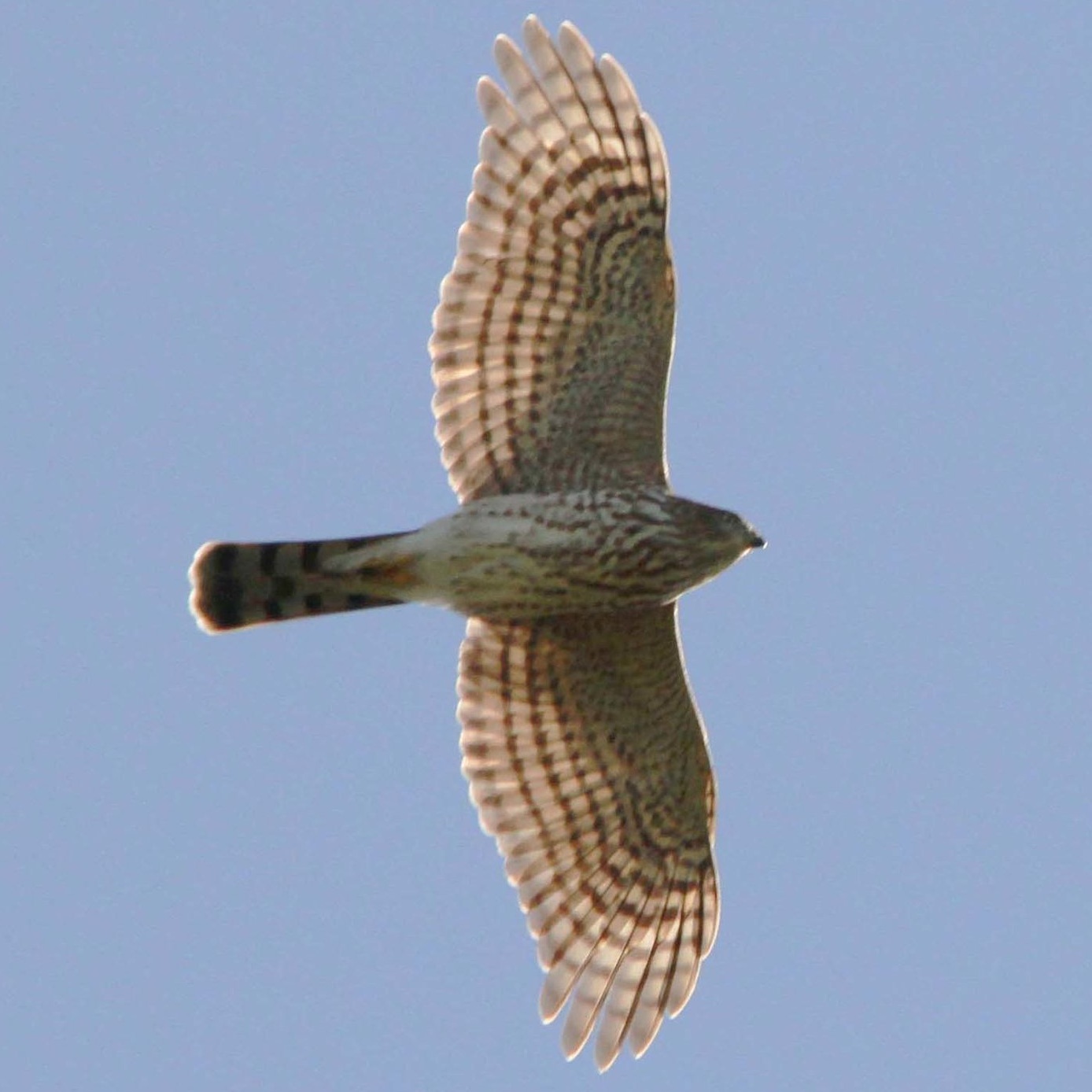 BIRD+IN+FLIGHT+2.jpg
