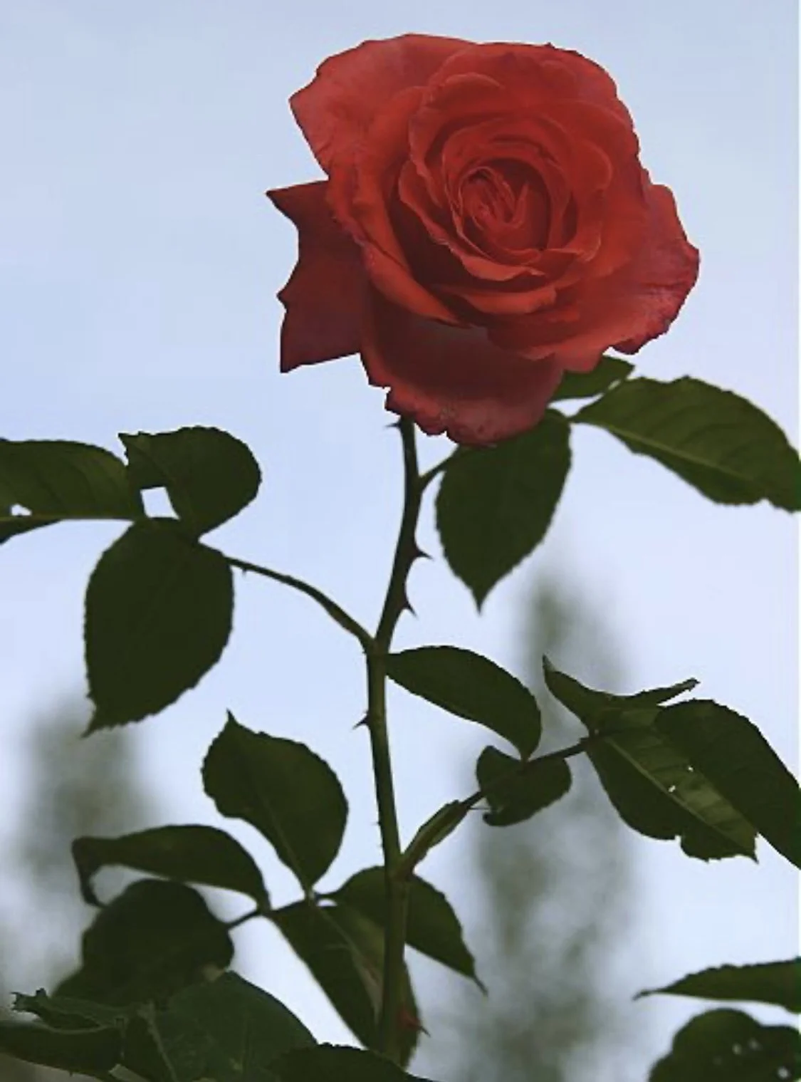 We Are  Like The Rose