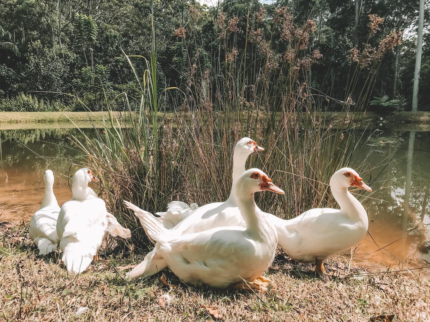 Come say hello to us 🦆 

.
.
.

#sunshinecoasthinterland 
#noosacountrydrive #noosastyle #noosaliving
#luxuryholiday #luxuryvacationrental
#discoverqueensland  #visitqueensland #thisisqueensland 
#sunshinecoast
#visitsunshinecoast
#visitnoosa