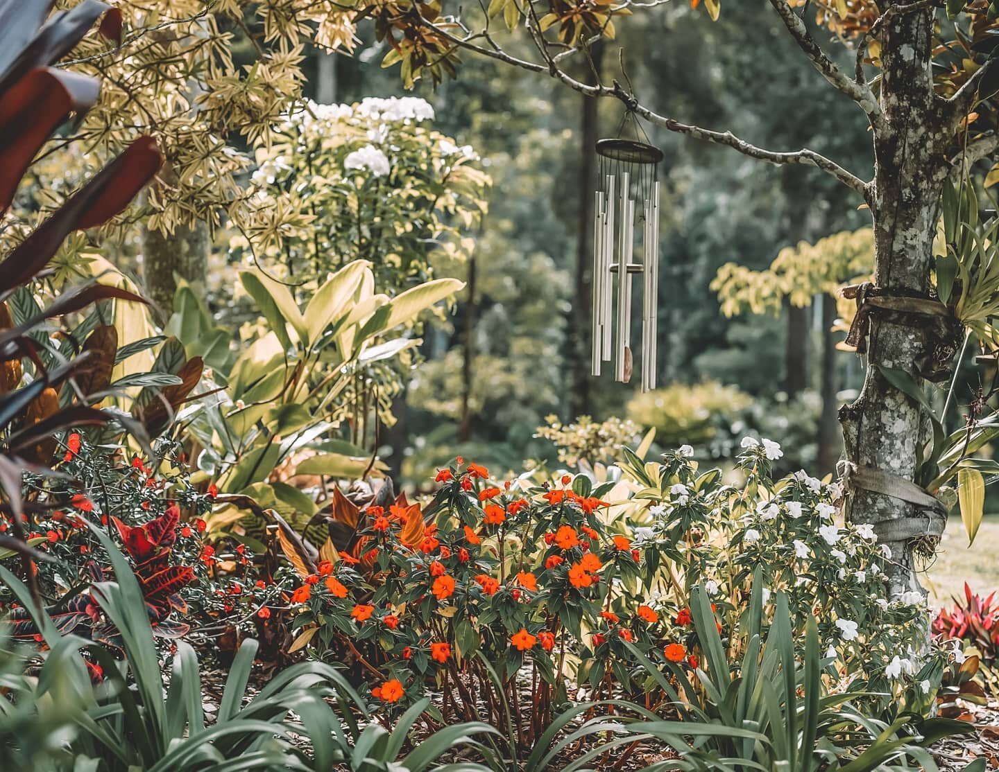 To be amidst 37 acres of tropical garden and bush is truly an experience @phillipsgalleryart 
.
The colours within our gardens are exquisite! 
.
Thank you for all the support at Peter's Exclusive Exhibition  @noosaregionalgallery 💐