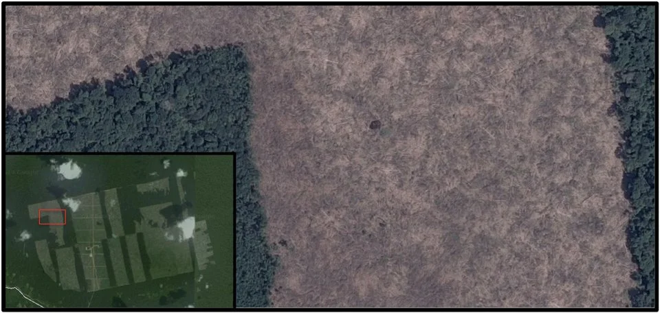 'Sustainable' Chocolate Producer Allegedly Chops Down Forests To Plant Trees
