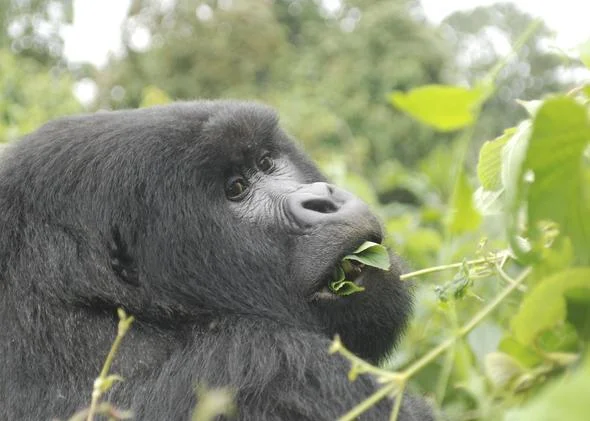 Saving Mountain Gorillas, One Surgery at a Time