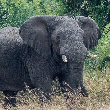 A photo I took in Akagera National Park in 2014, thanks to our guides excellent eyesight. It&rsquo;s headlining a story I wrote this week on a fresh study - New maps show where humans are pushing species closer to extinction https://buff.ly/2VVjEyC. 