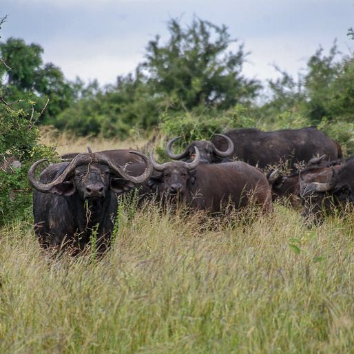 Conservation groups press world leaders to protect 30% of the planet https://buff.ly/2DSPO7v. Read more at mongabay.com (link in profile).