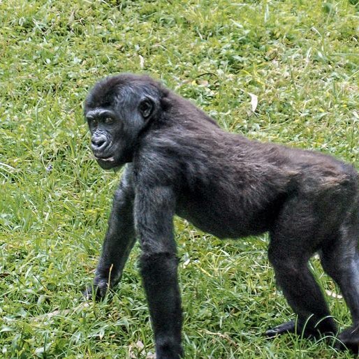 Rapid population drop weakened the Grauer&rsquo;s gorilla gene pool https://buff.ly/2QDFa7X. Read more at mongabay.com (link in profile).