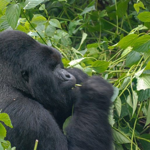 DRC&rsquo;s Virunga to welcome visitors again after 8-month closure https://buff.ly/2tjPdWD. Read more at mongabay.com (link in profile).