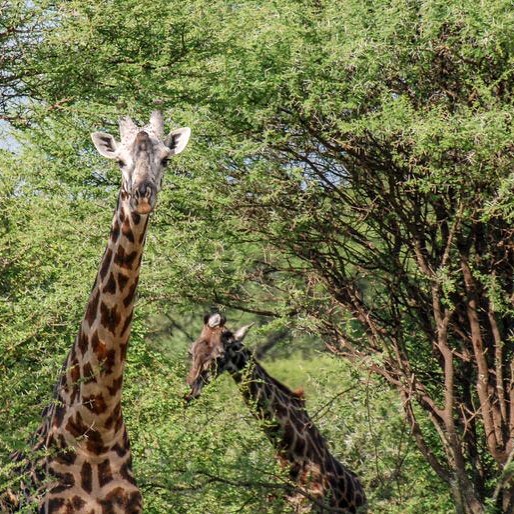 Proximity to towns stretches giraffe home ranges https://buff.ly/2H4FvAk. Read more at mongabay.com (link in profile).