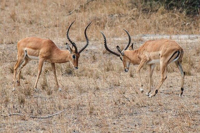 Scientists urge overhaul of the world&rsquo;s parks to protect biodiversity https://buff.ly/2Gij1tK. Read more at mongabay.com (link in profile). (Photo of impalas in Rwanda)