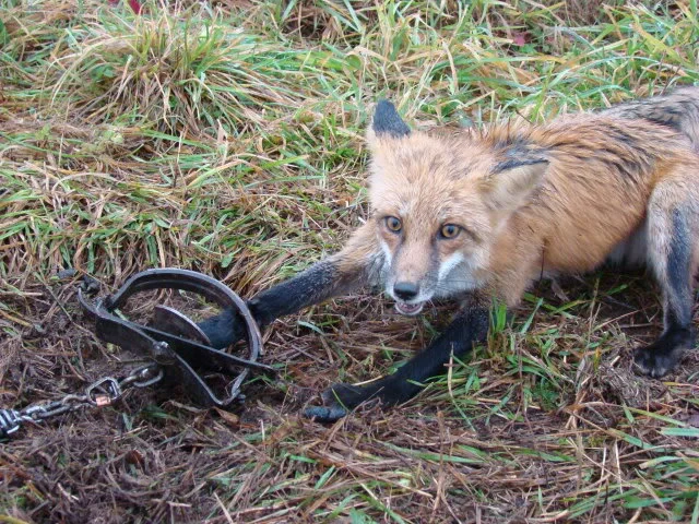 FUR TRAPPING