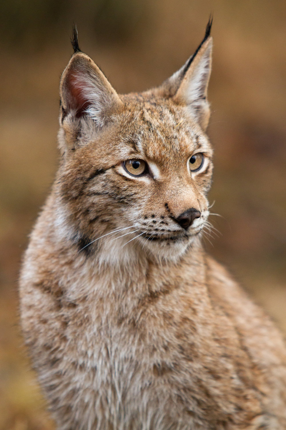 HOW MANY ANIMALS FOR ONE COAT? — Fur Free NYC HOW MANY ANIMALS FOR ONE COAT? — Fur Free NYC