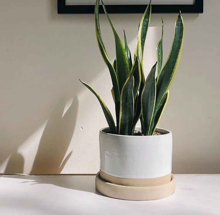 6" Medium Ceramic Planter with Saucer