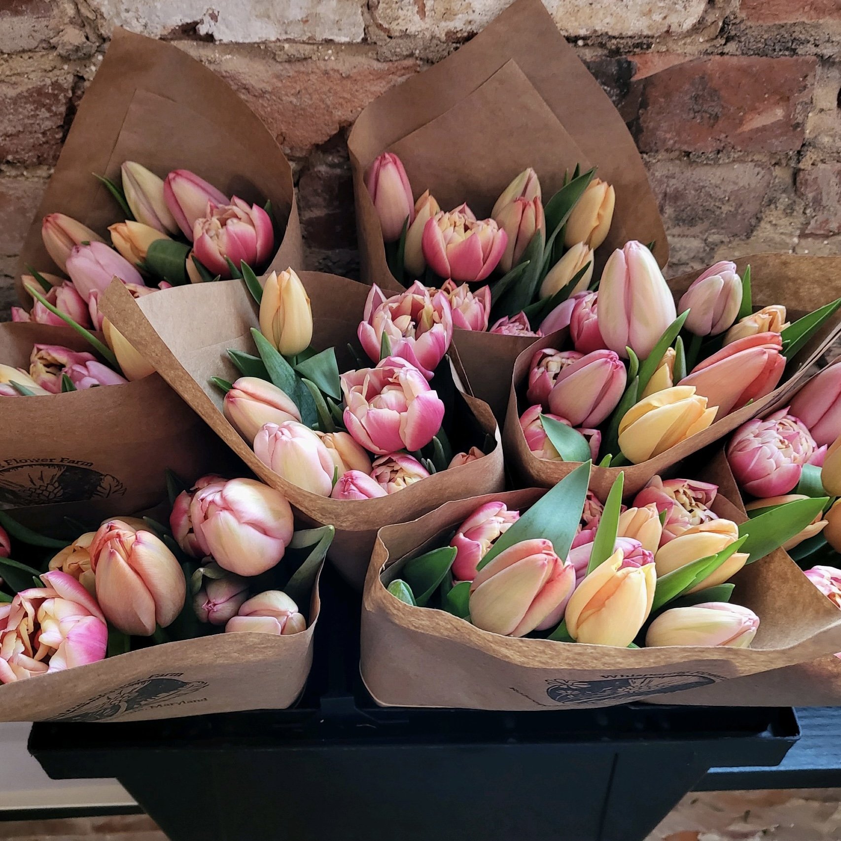 tulips 1.jpg