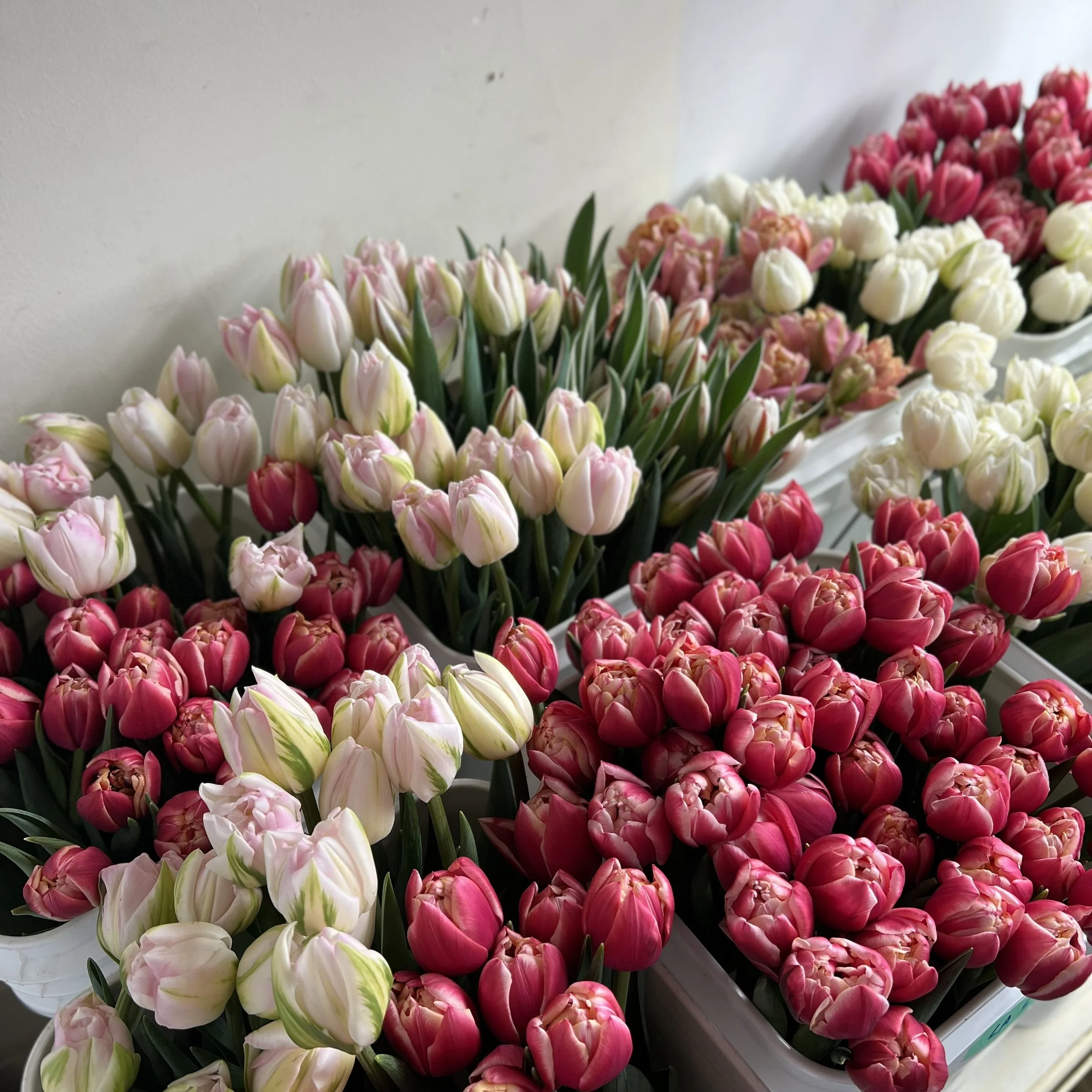 tulips 3.jpg