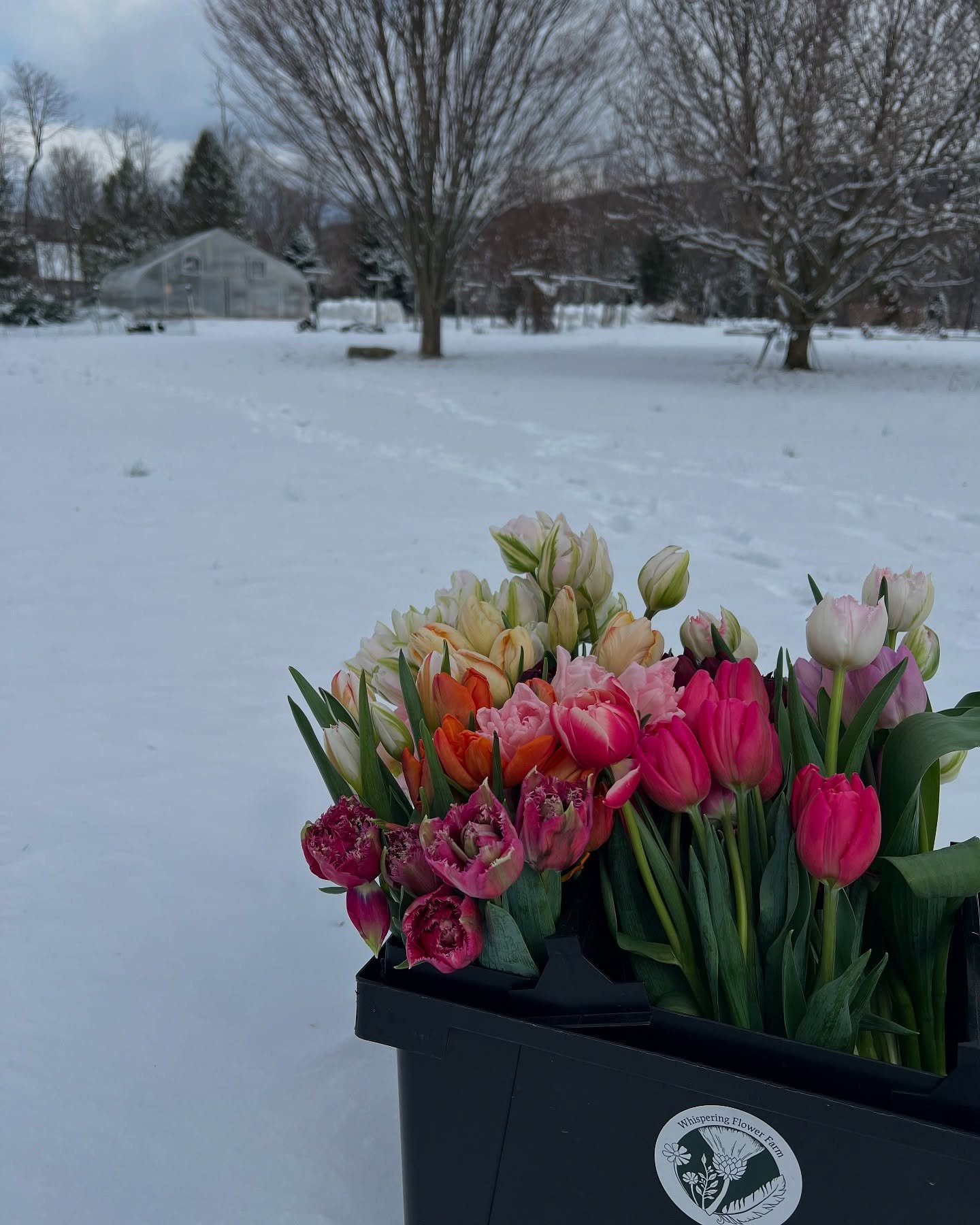 A perfect pick-me-up in the dead winter: our Winter Tulip subscriptions are available in our shop.  A weekly pickup will start in mid January and run till mid February. 

Choose 4 week or 2 week subscription, and a pickup location among 
Brunswick @p
