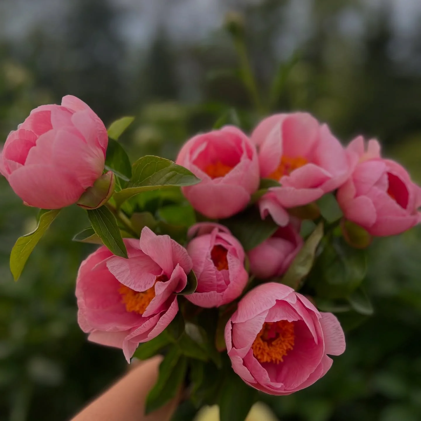 Let the peony season begin!