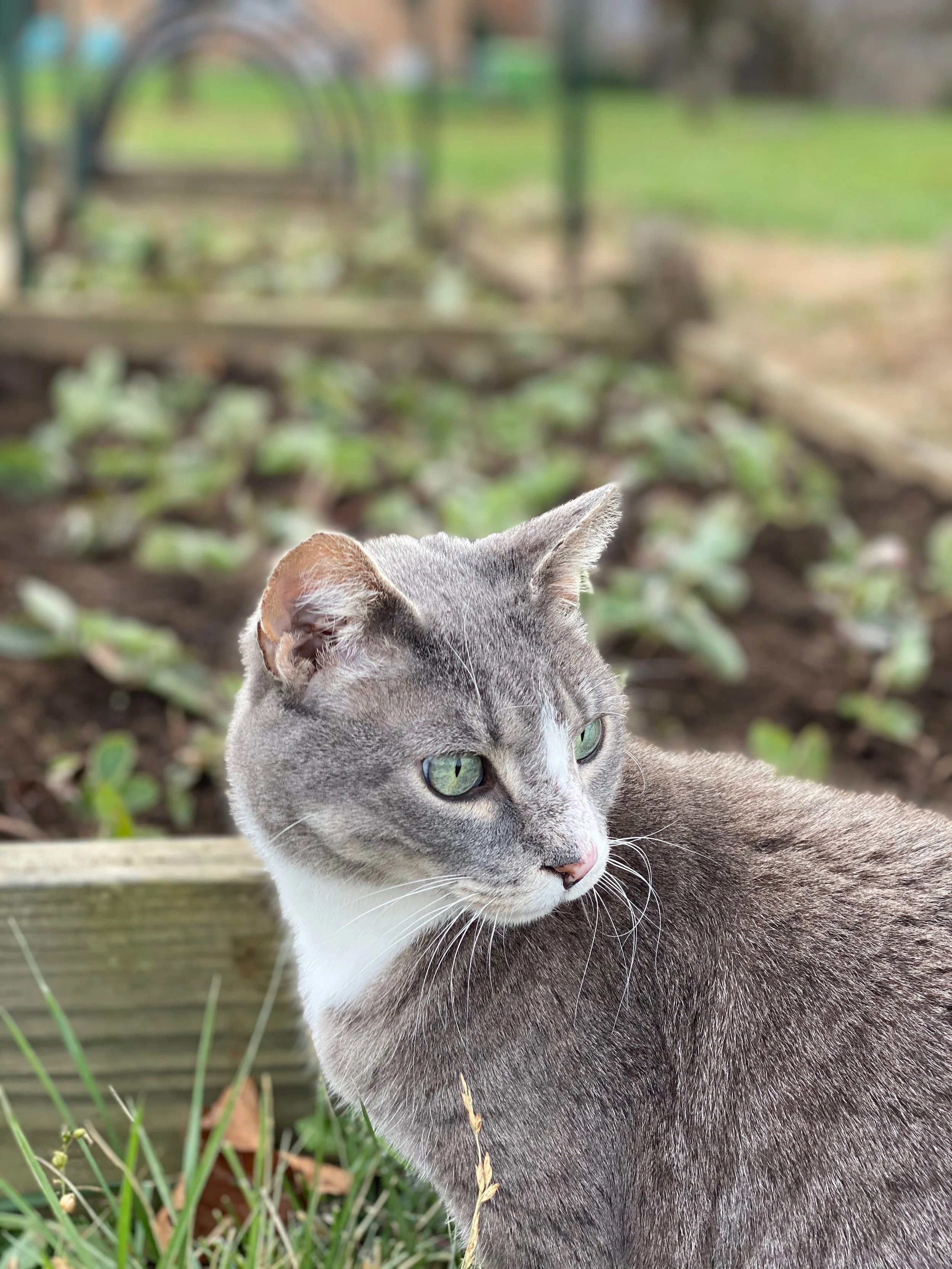 I remember driving home over the mountain road. It was a beautiful day, full of sparkling sunlight, just like today. My heart was heavy with ache and grief because I had said goodbye to Remy just a few days before.

Remy was my first pet, my best gar