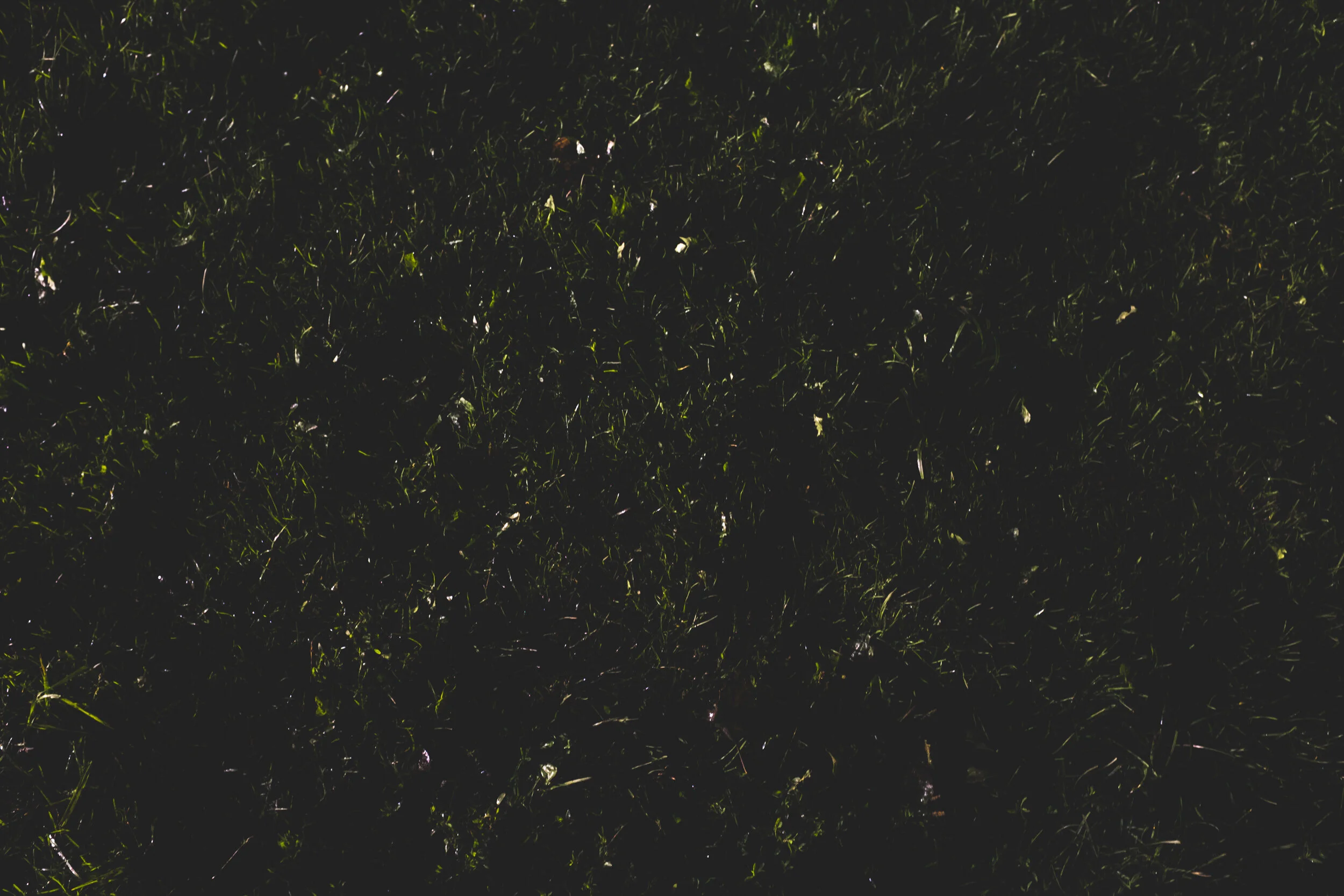 _DSF4778.jpg
