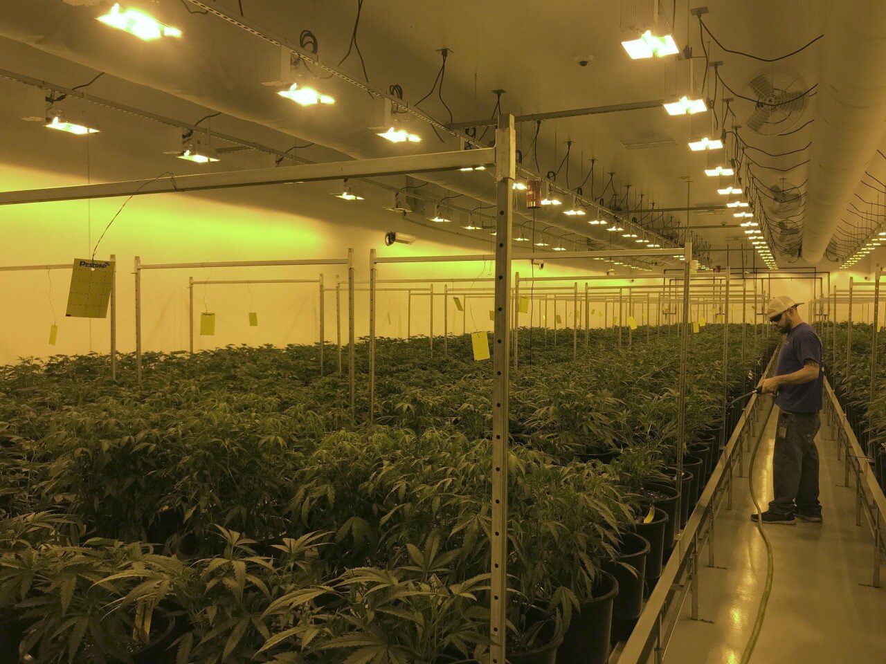 Missouri Cannabis Clinic — Check out this Sick Tour of a KC Cultivation  Facility