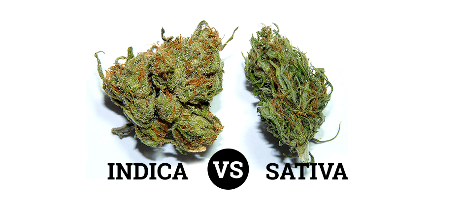 Missouri Cannabis Clinic  Indica v Sativa: What's the Difference?