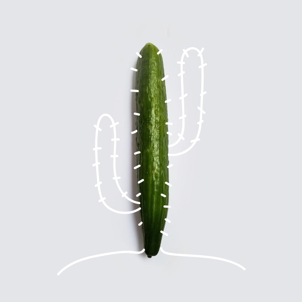 2- cucumber cactus.jpg
