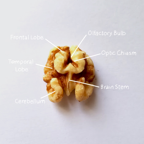 2- walnut brain.jpg