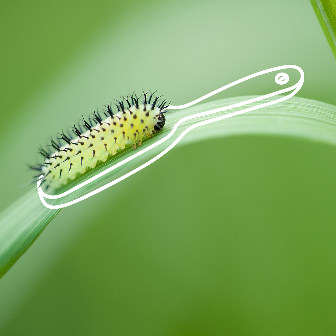 3- larva brush.jpg