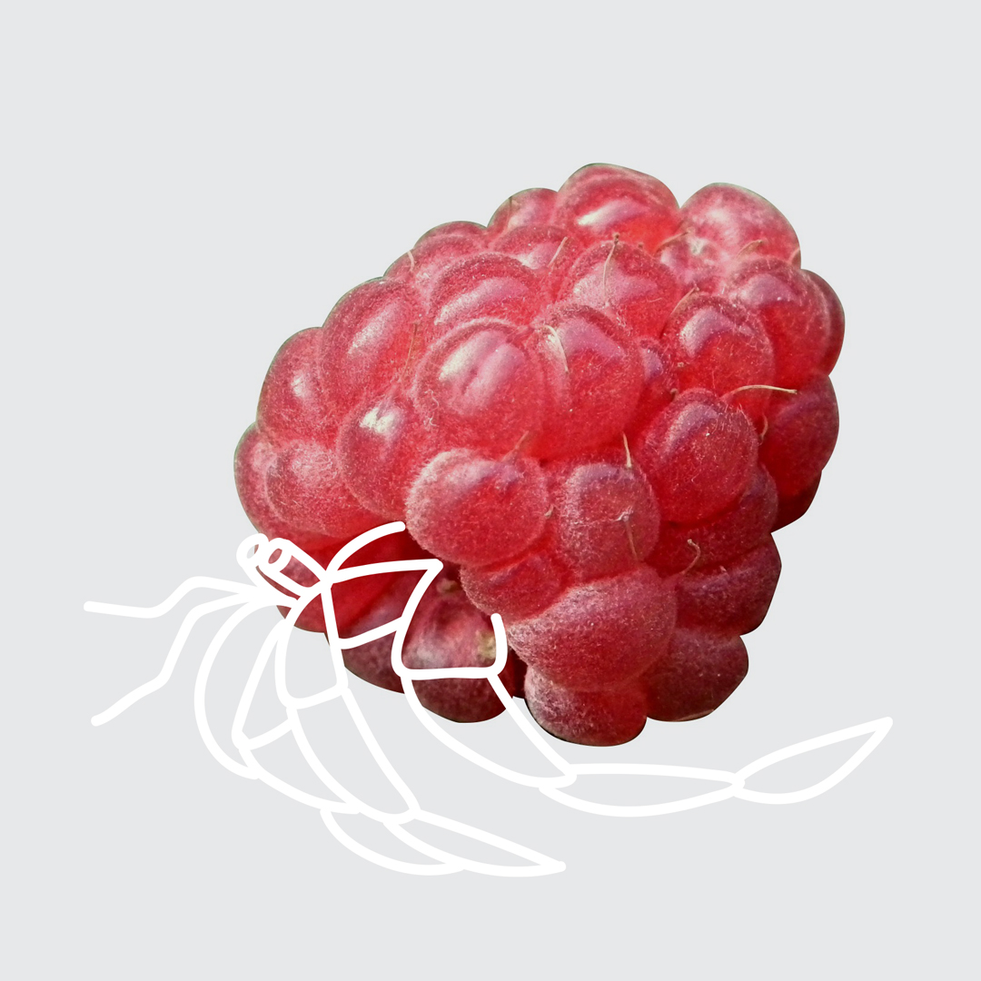4- raspberry hermit crab.jpg
