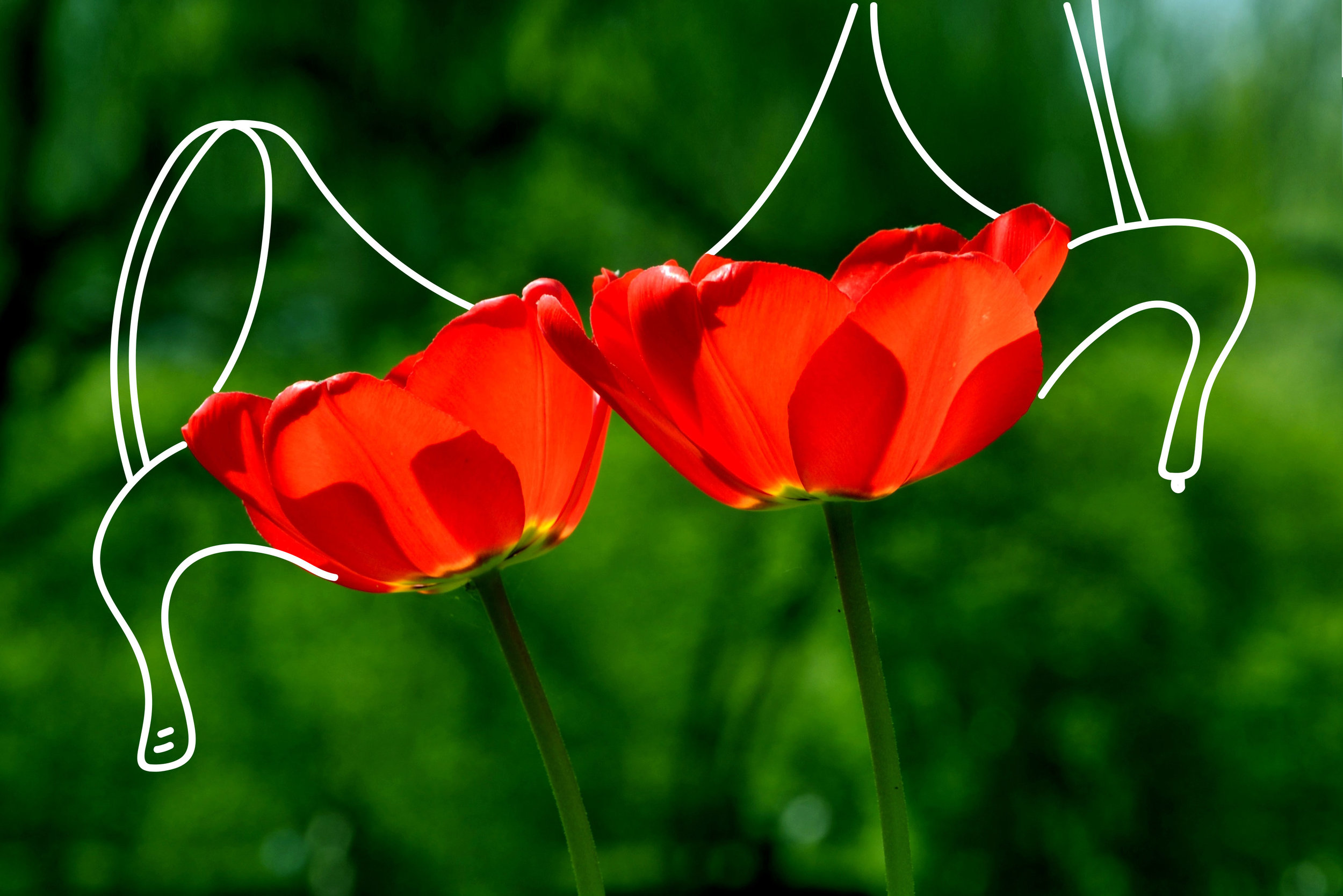 5 spring-tulip-flower-nature.jpg