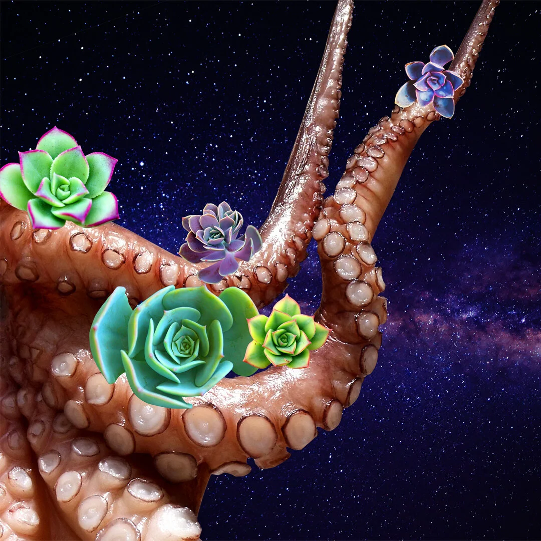 octapus-succulent.jpg