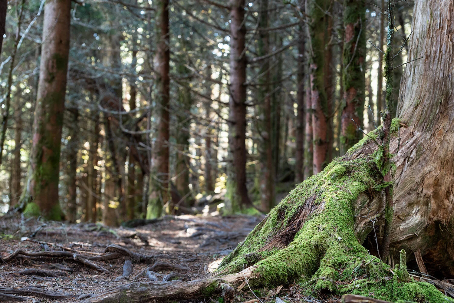 tree-forest-park-appalachia-AT-roots.jpg