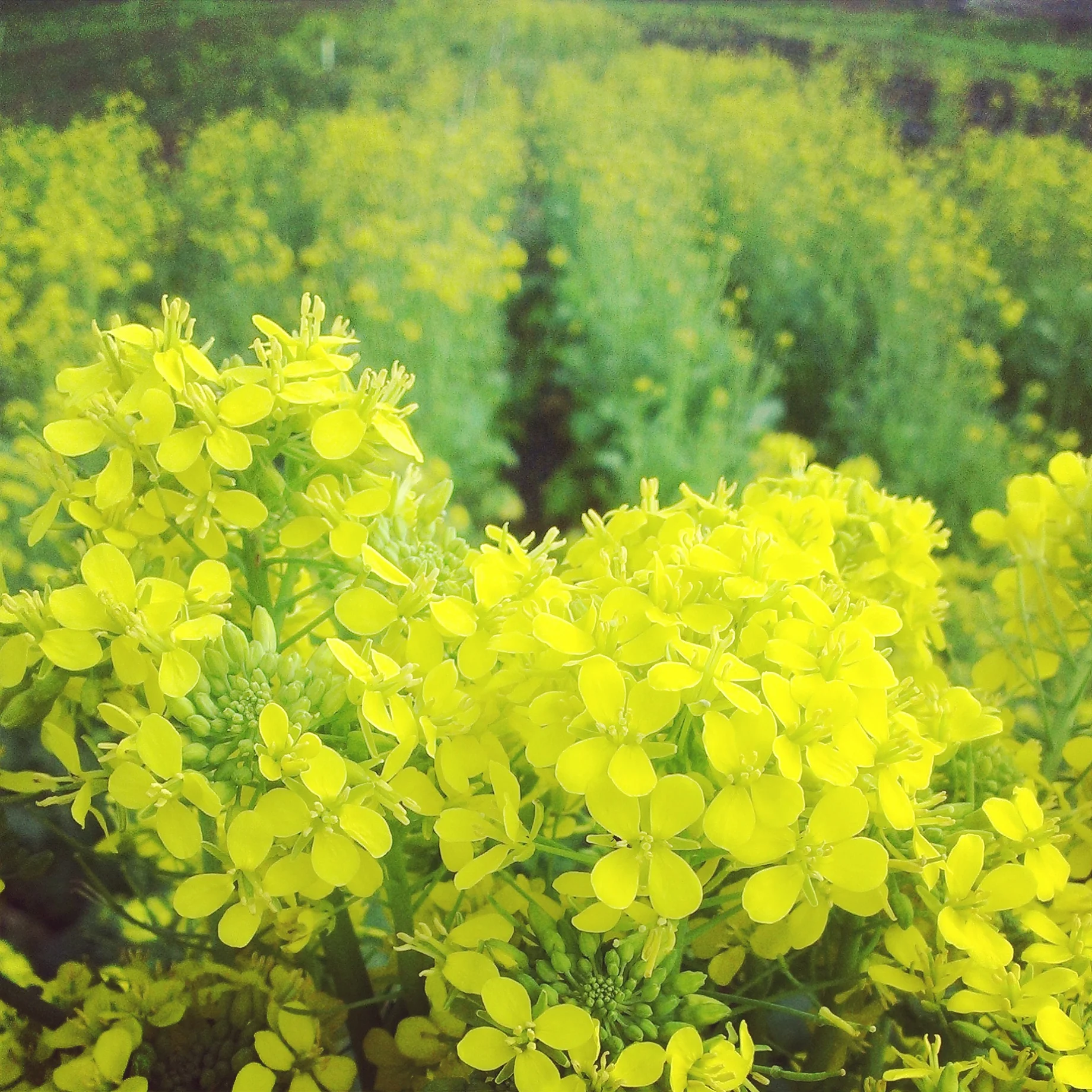 mustard.jpg