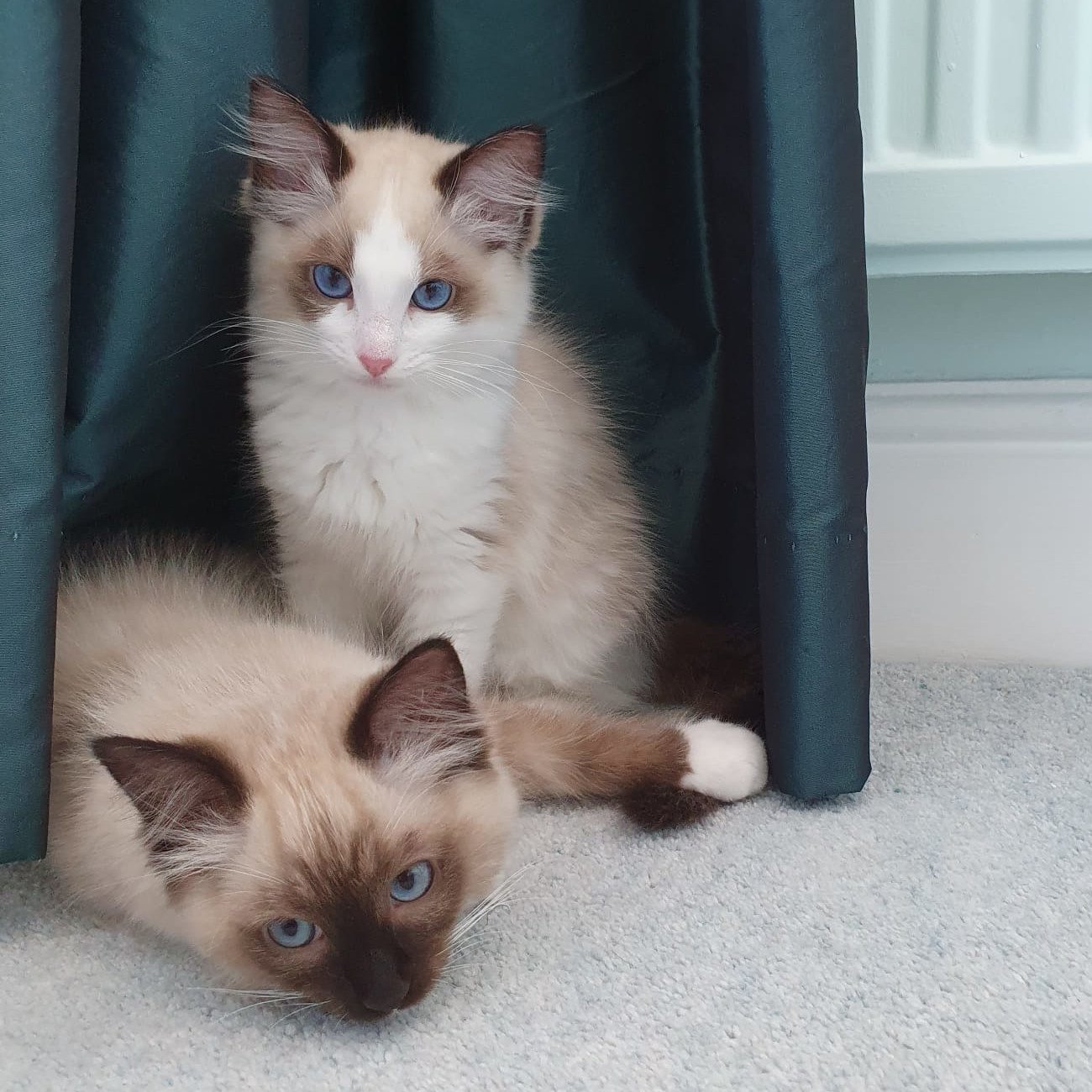 kitten_pair_rocknroll_ragdolls.jpeg