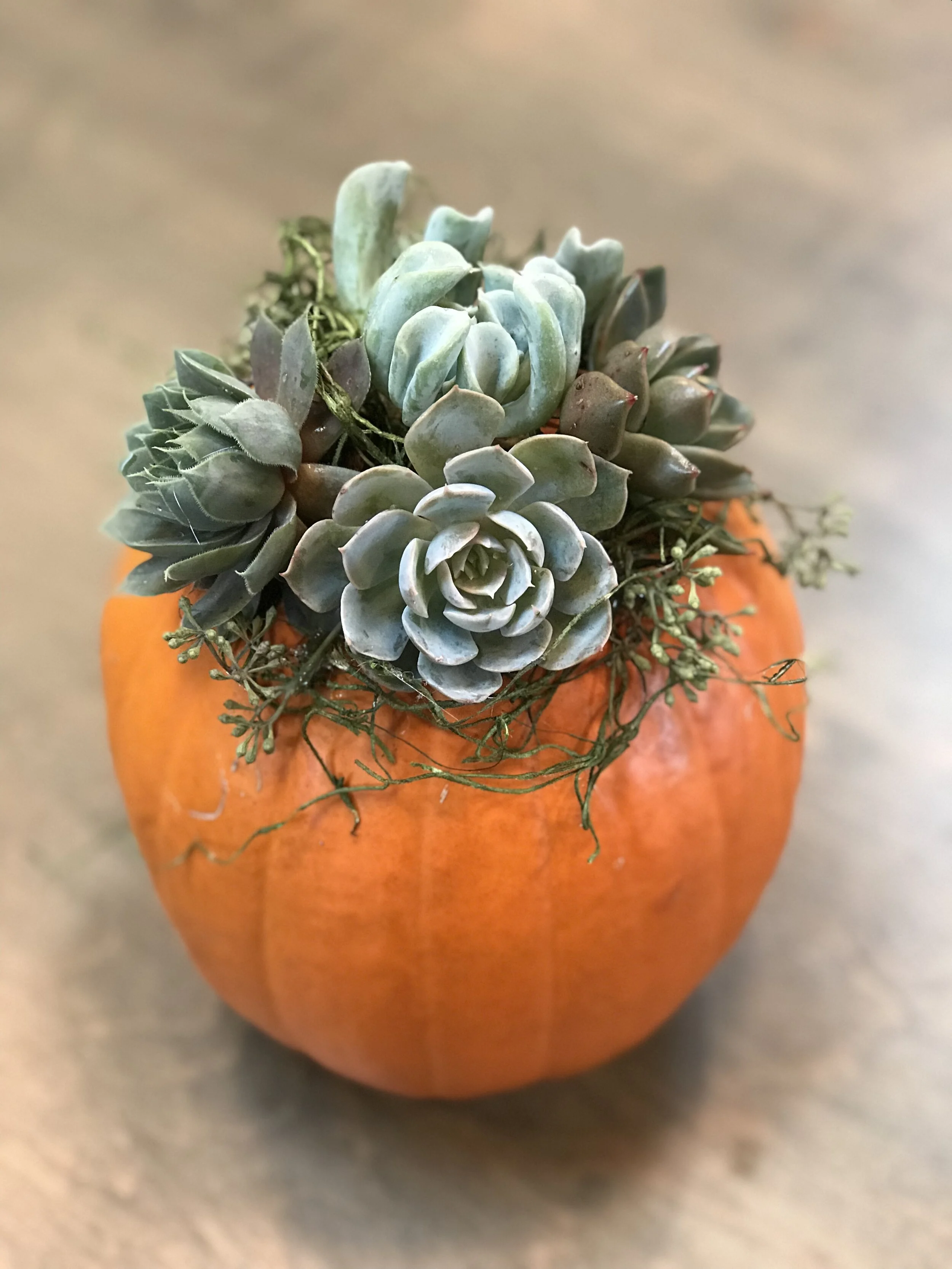 pumpkin with succulents.JPG