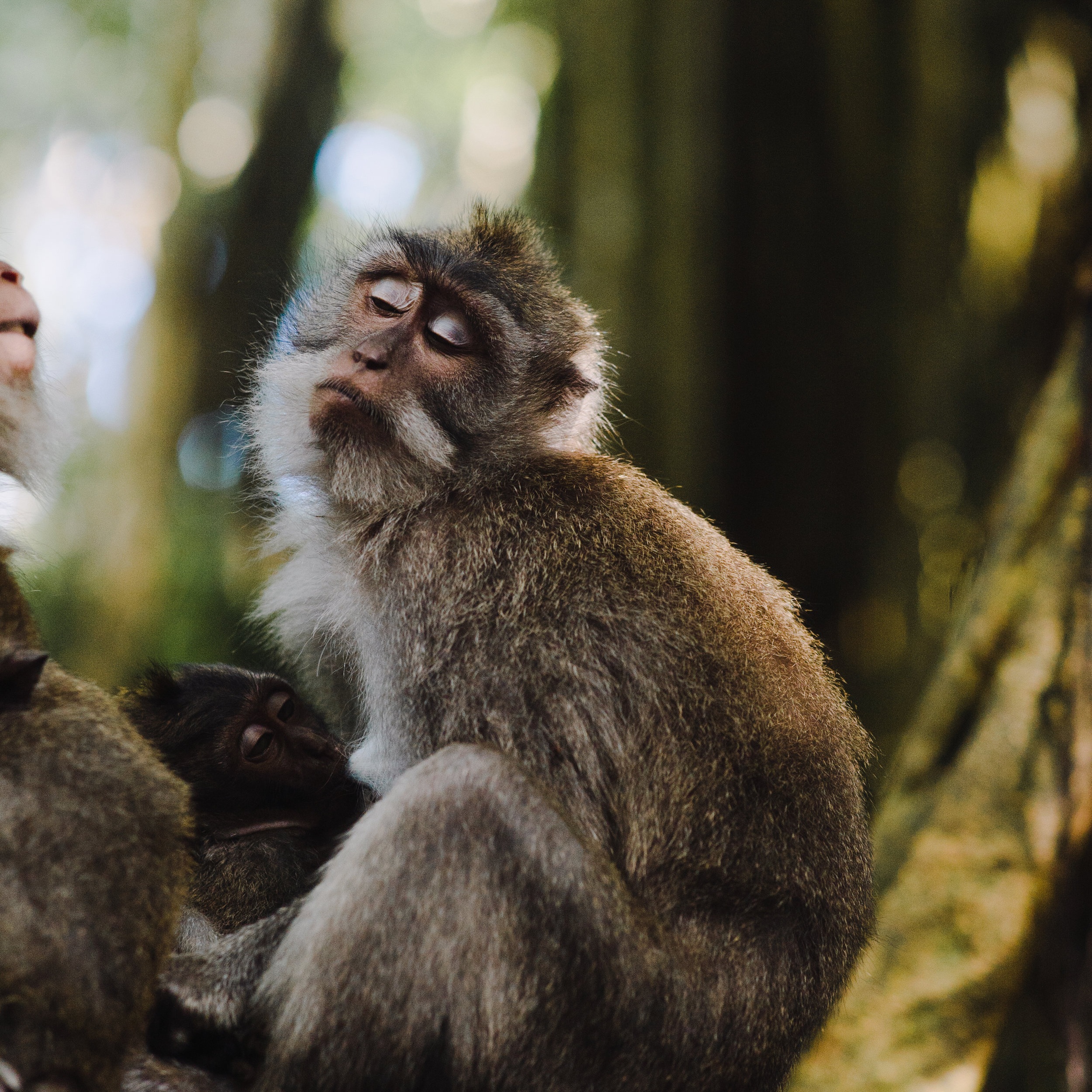 Wildlife Research Volunteer Project: Monkey Mountain