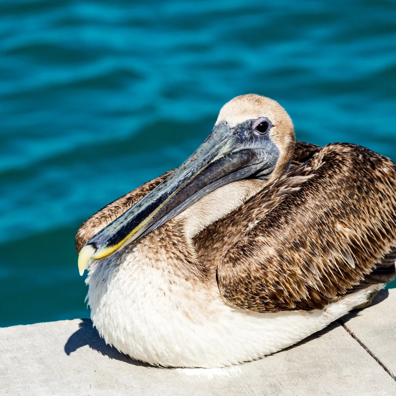 Wildlife Research Volunteer Project: Seabird Plastics in Australia