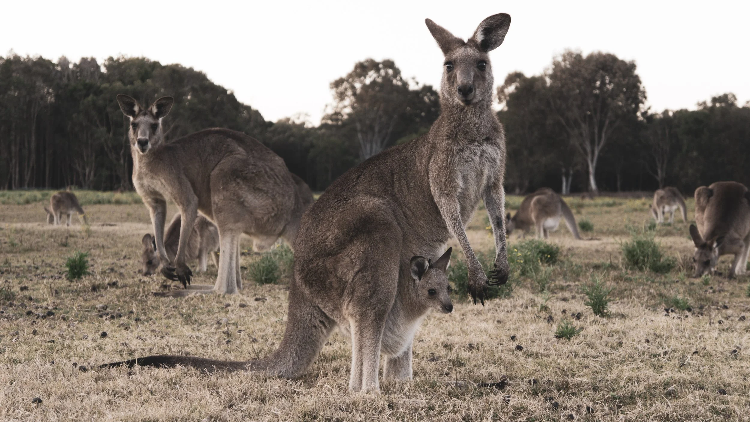 Wildlife Research Volunteer Project: Kangaroos in the Outback, Australia