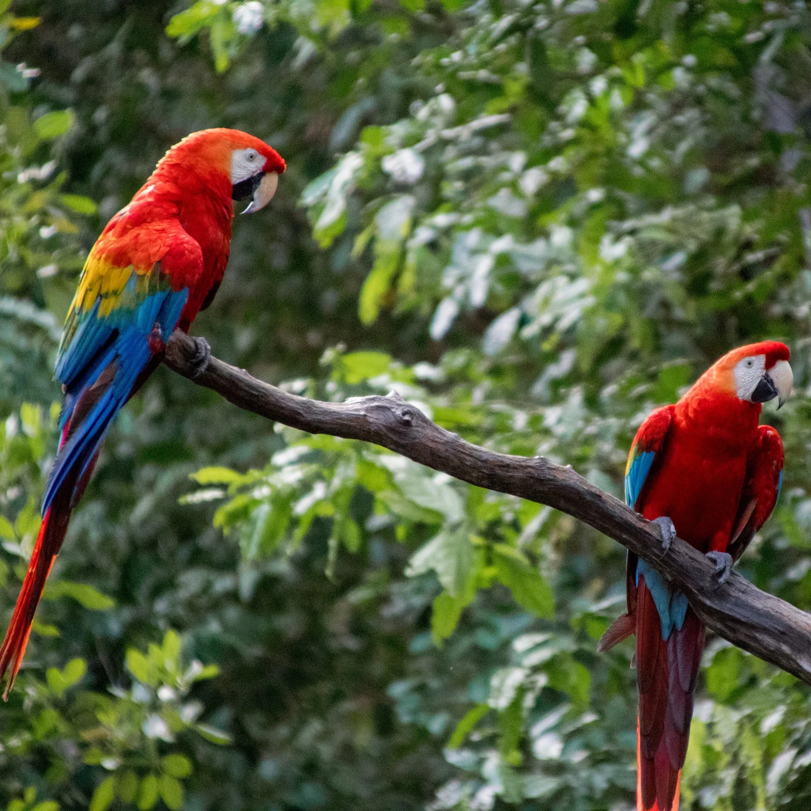 Wildlife Research Volunteer Project: Macaws in Peruvian Amazon