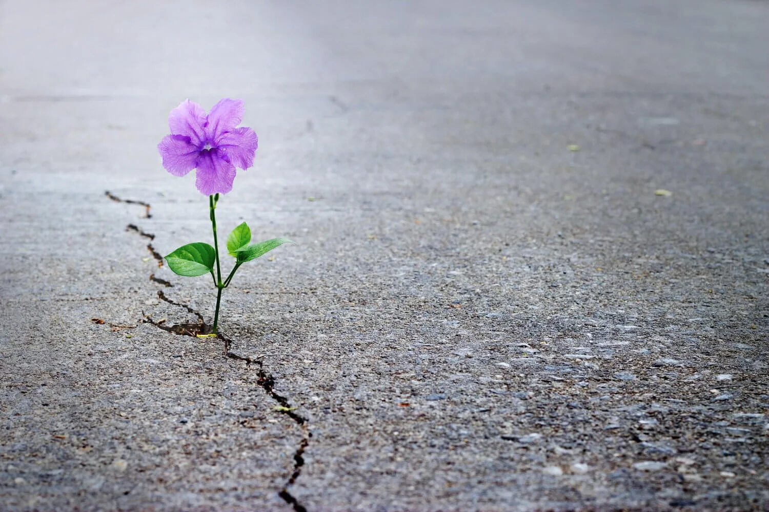PurpleFlowerInStreet (1).jpeg