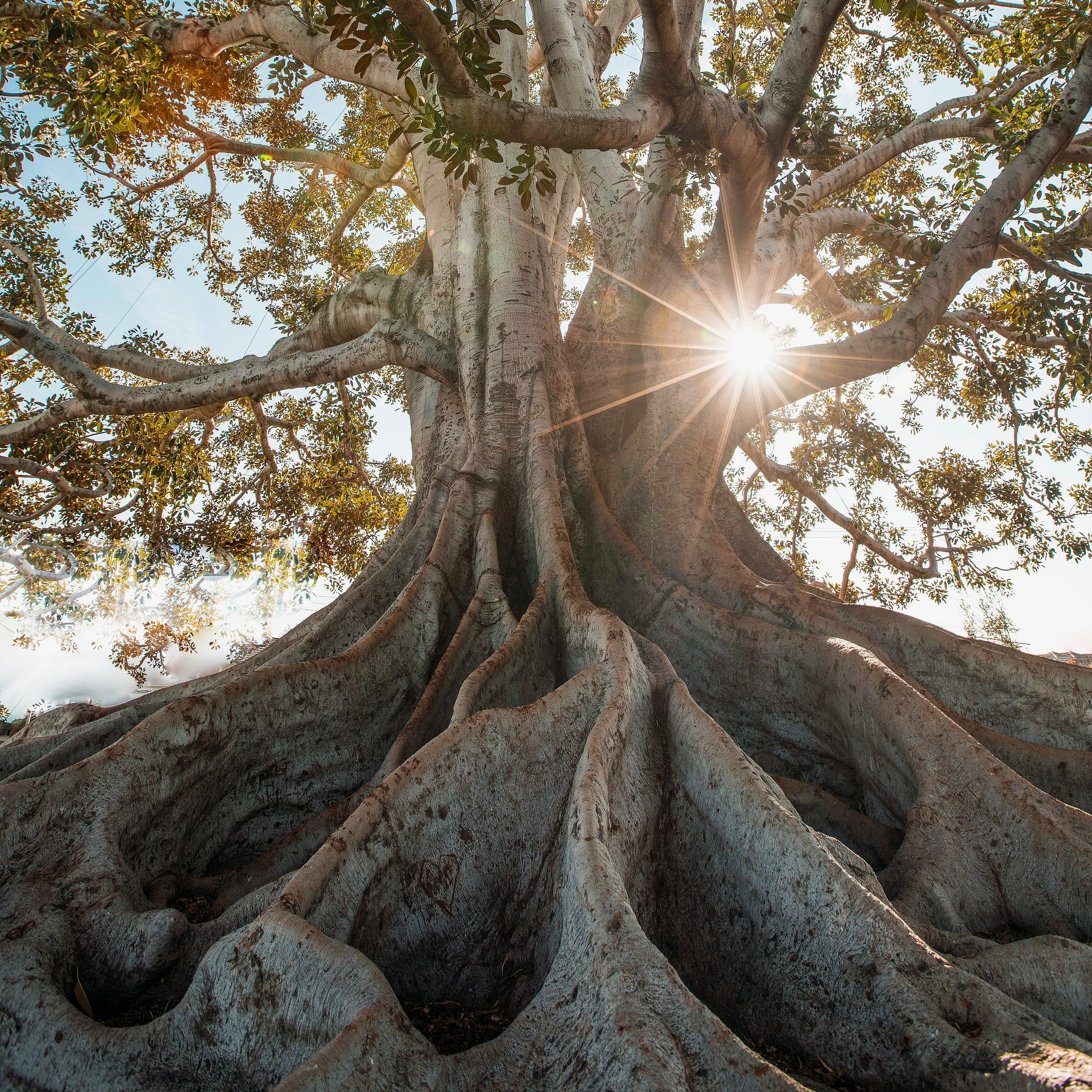 bark-branches-daylight-2422916.jpg