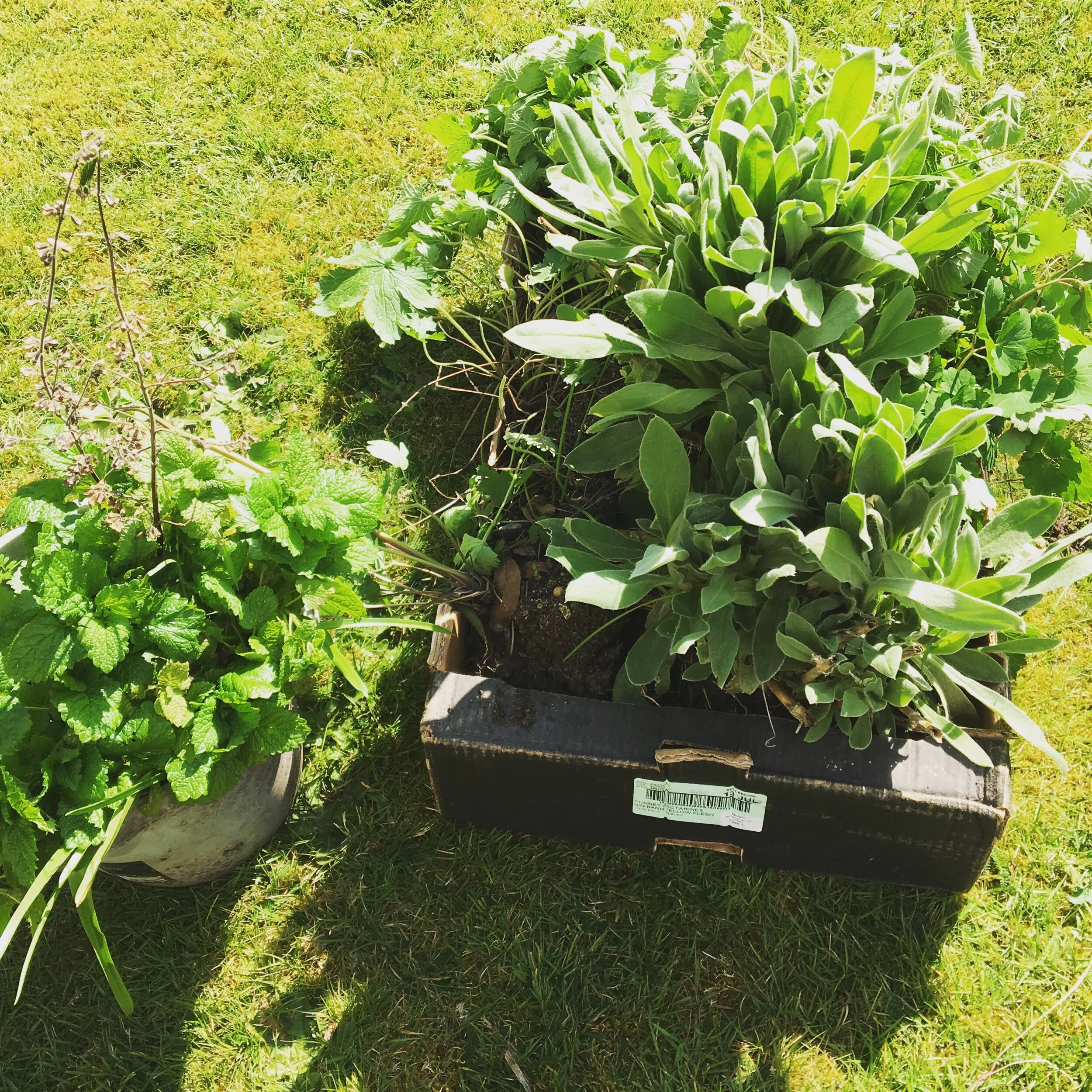 Lockdown 2020 - Divide and Conquer