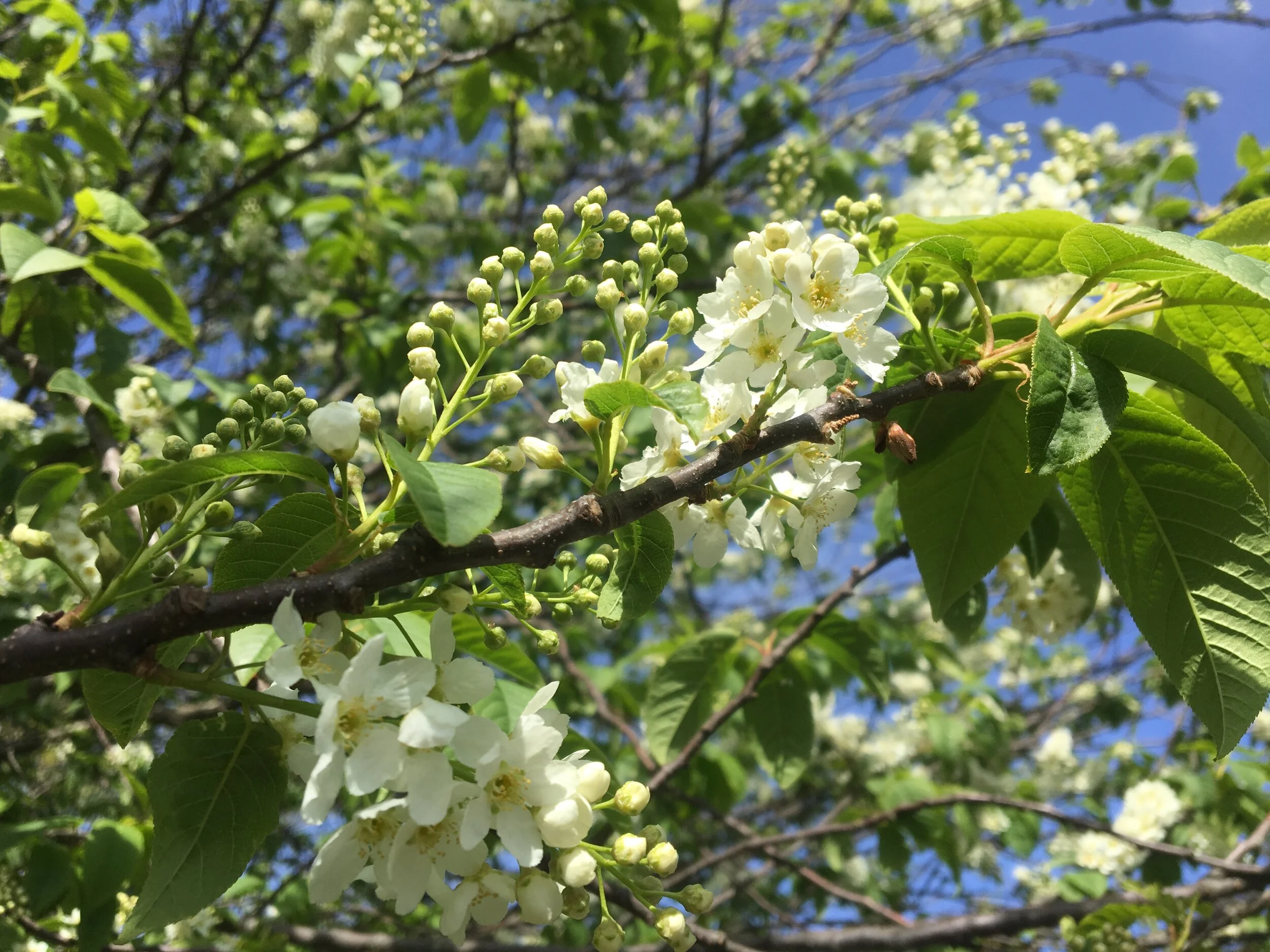 Full of the joys of spring