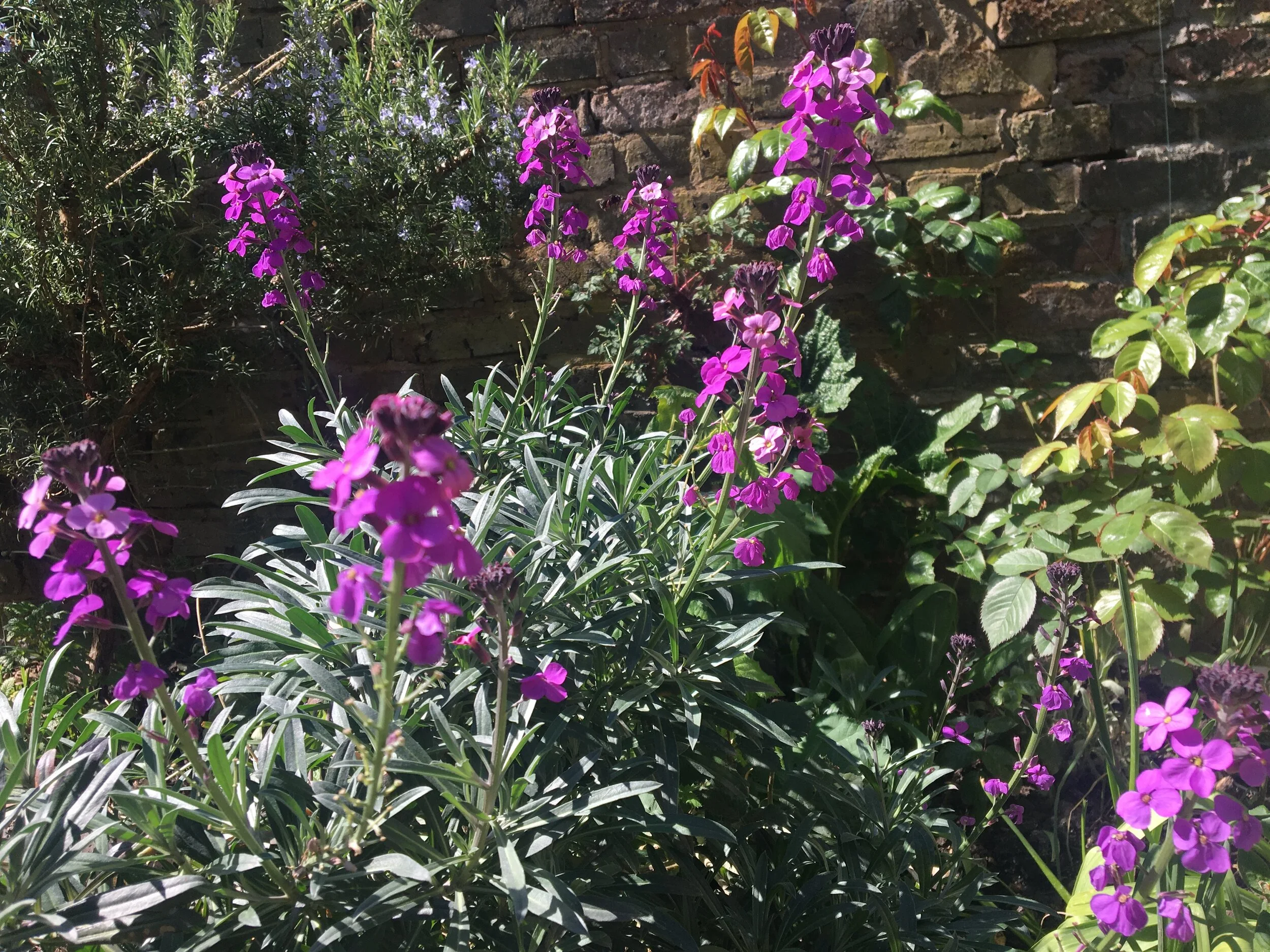 Beginner gardeners - choosing the right plant